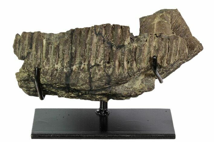 Hadrosaur (Hypacrosaurus) Jaw Section - Two Medicine Formation #110303